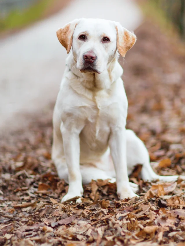 Top 5 Grooming Tips for Your Labrador Puppies